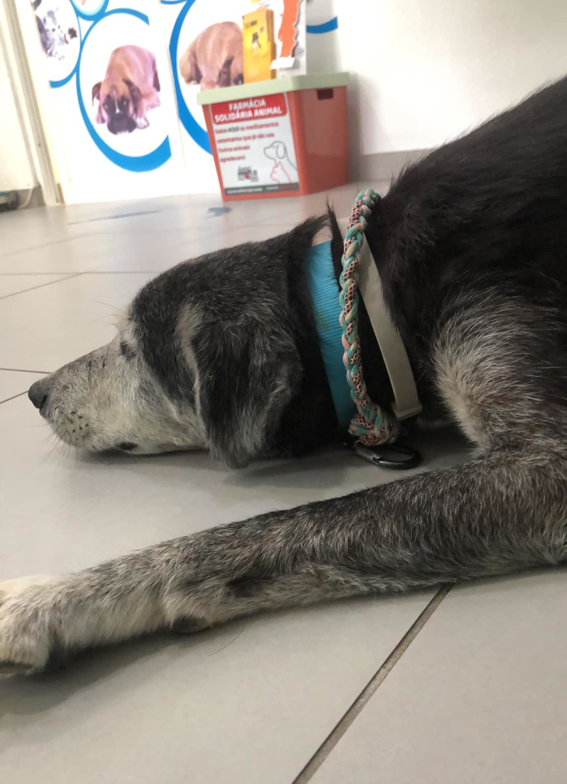 Benji
