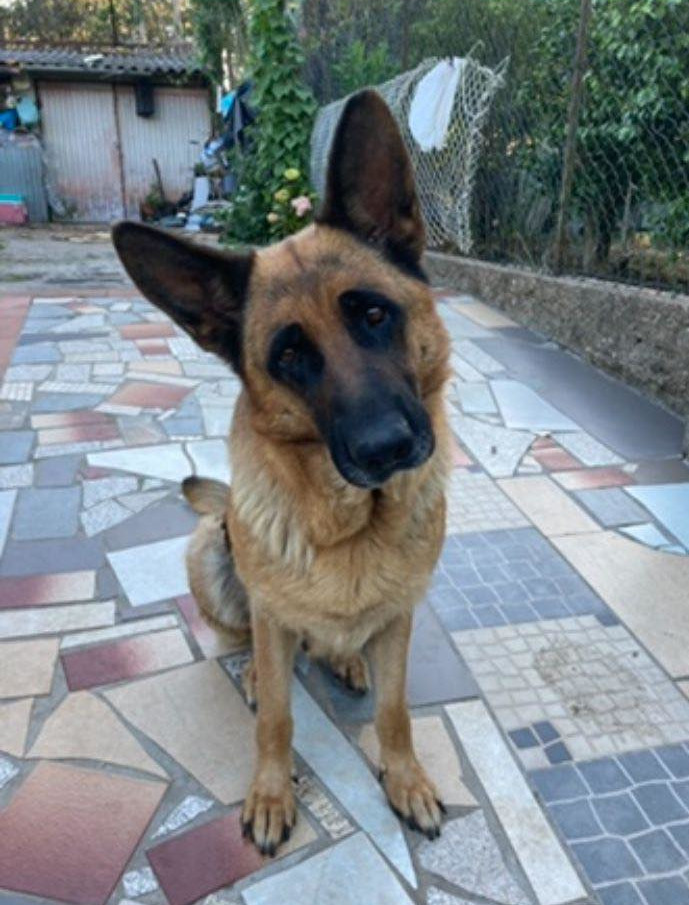 Dandara