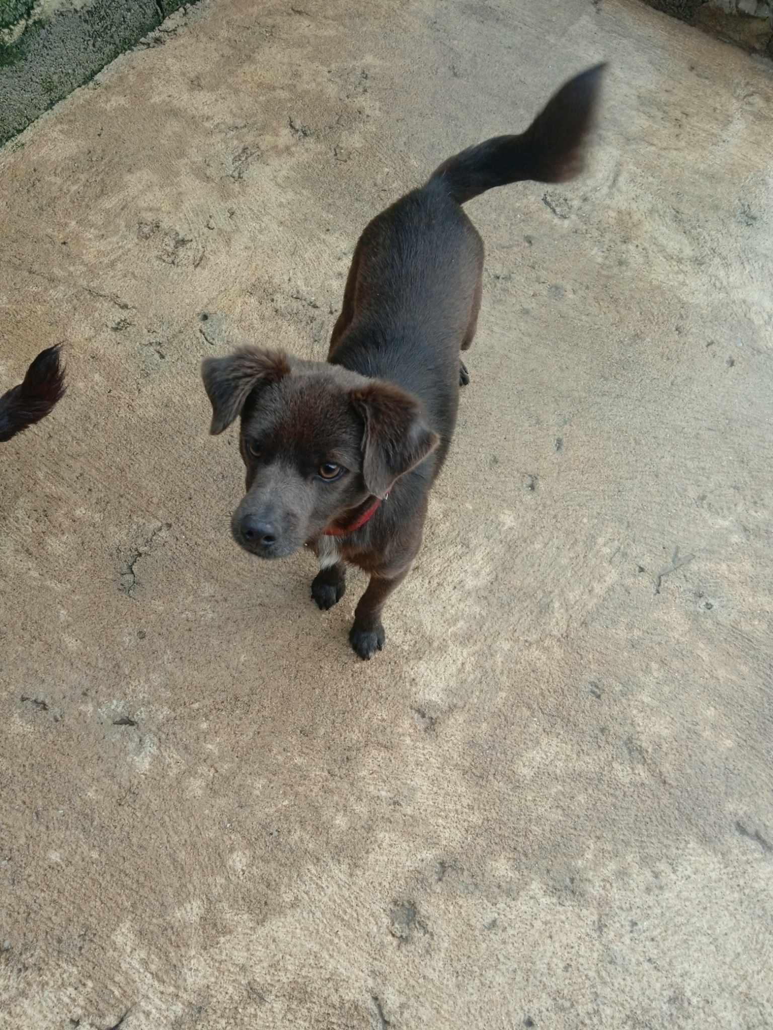 Luppy