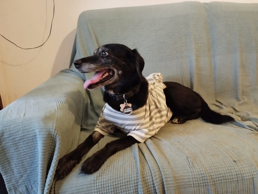 Pansy após a operação