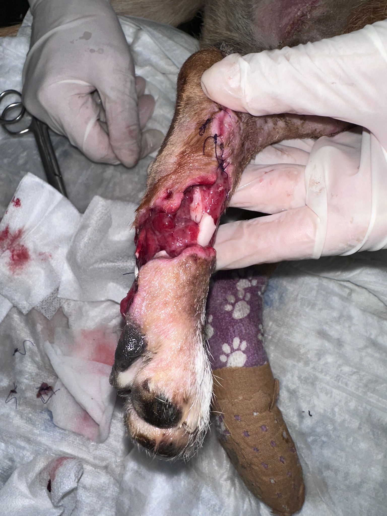 Pantufa antes do tratamento