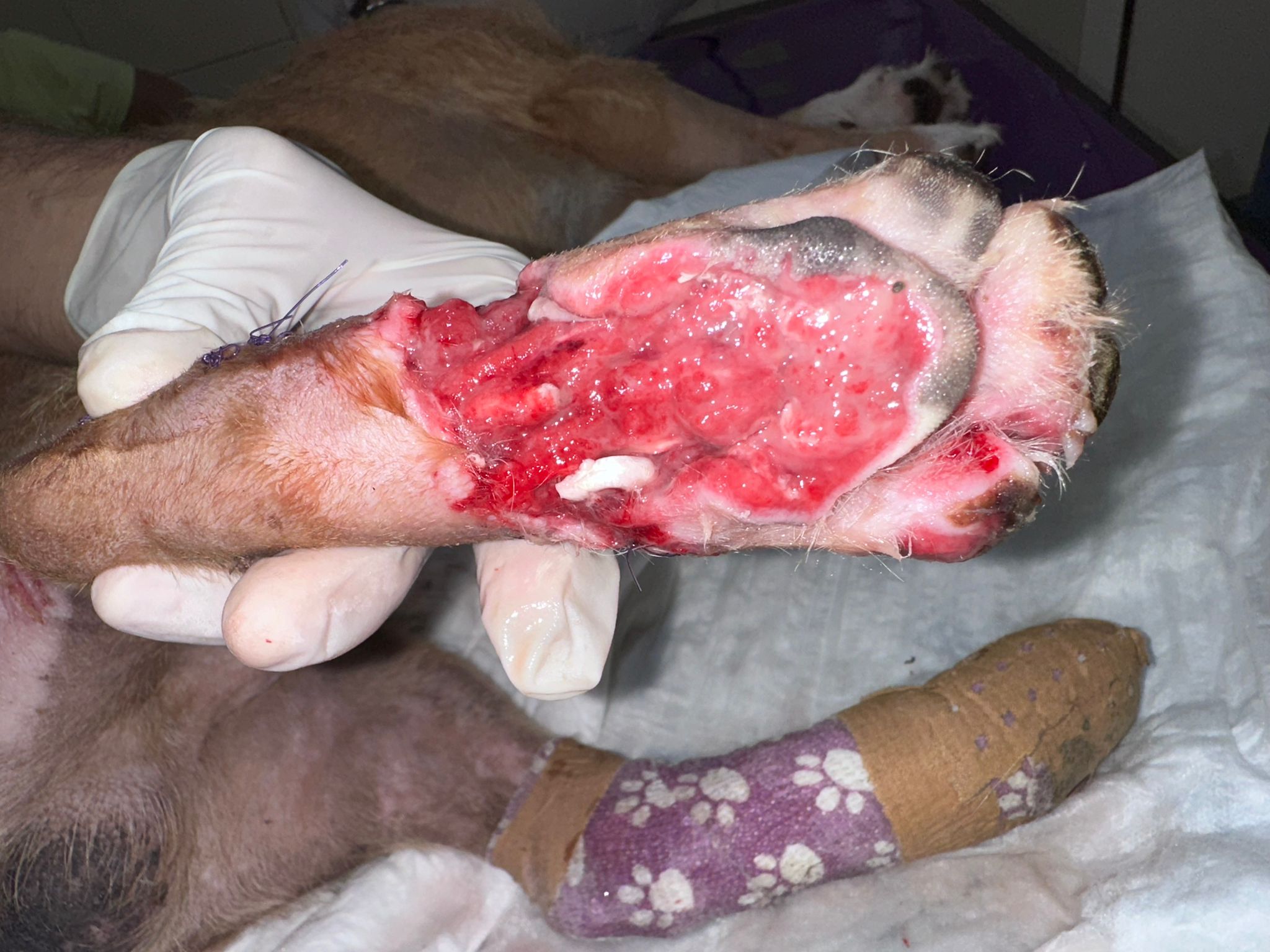 Pantufa antes do tratamento