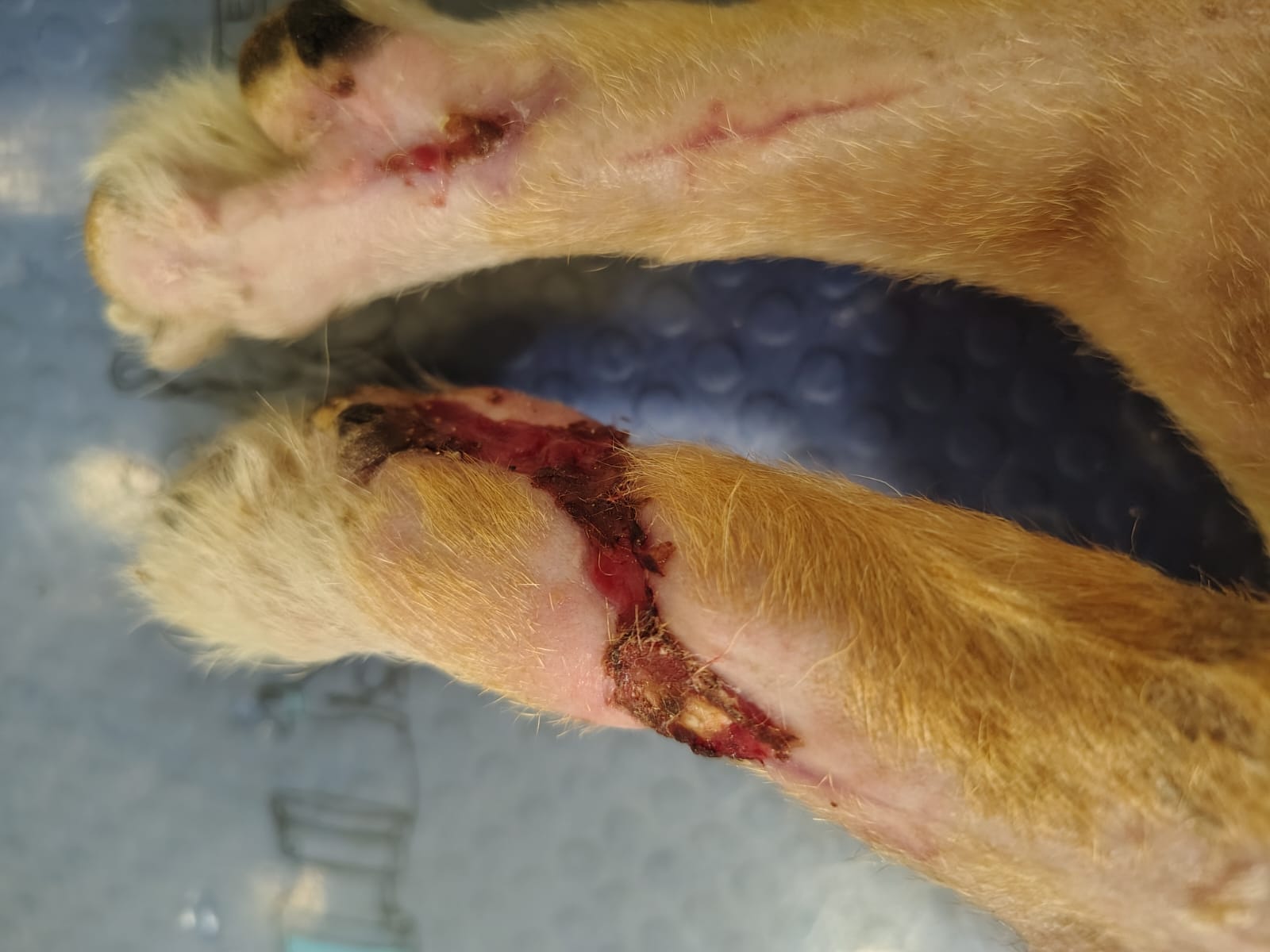 Pantufa depois do tratamento