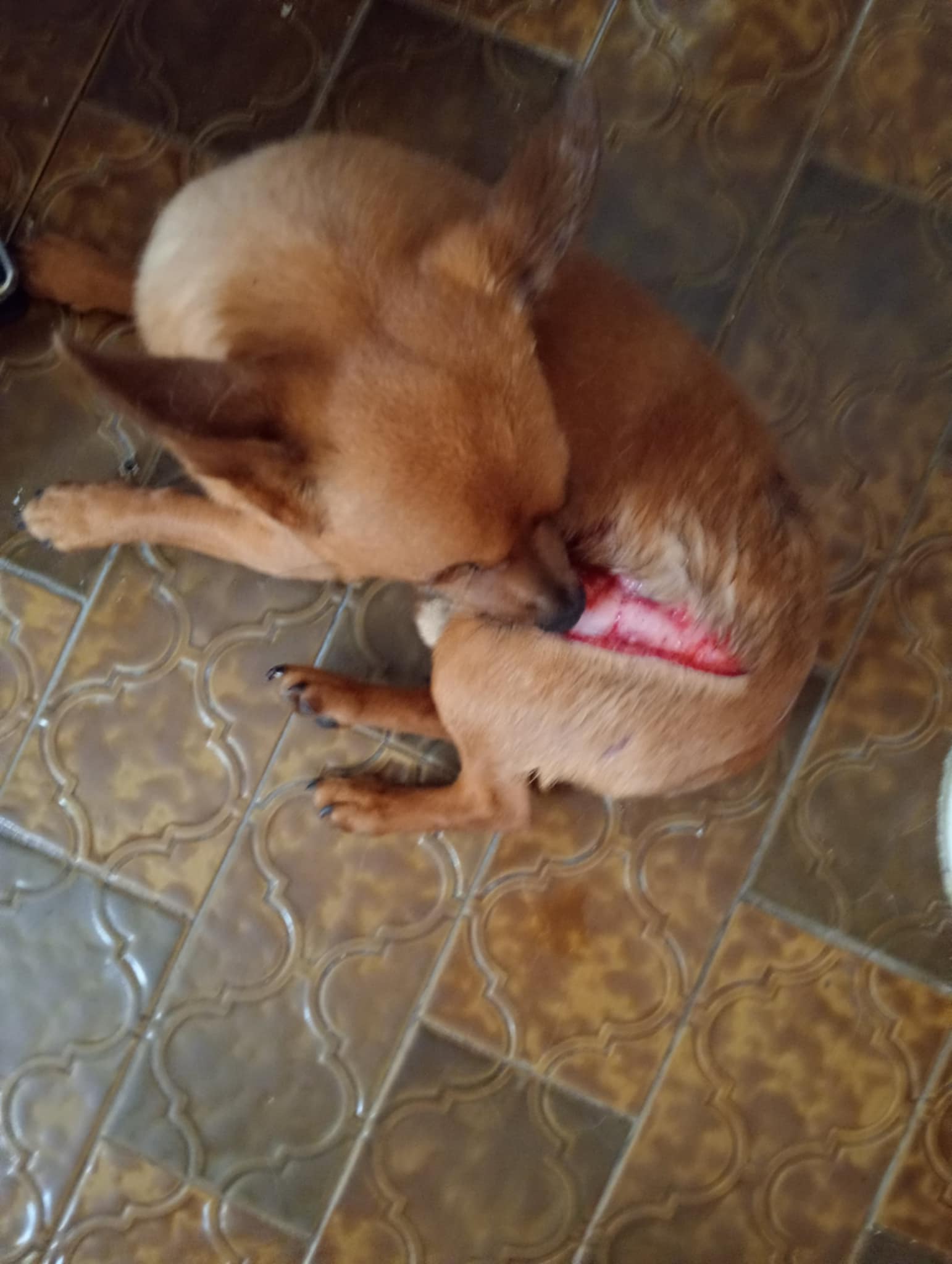 Pequenito