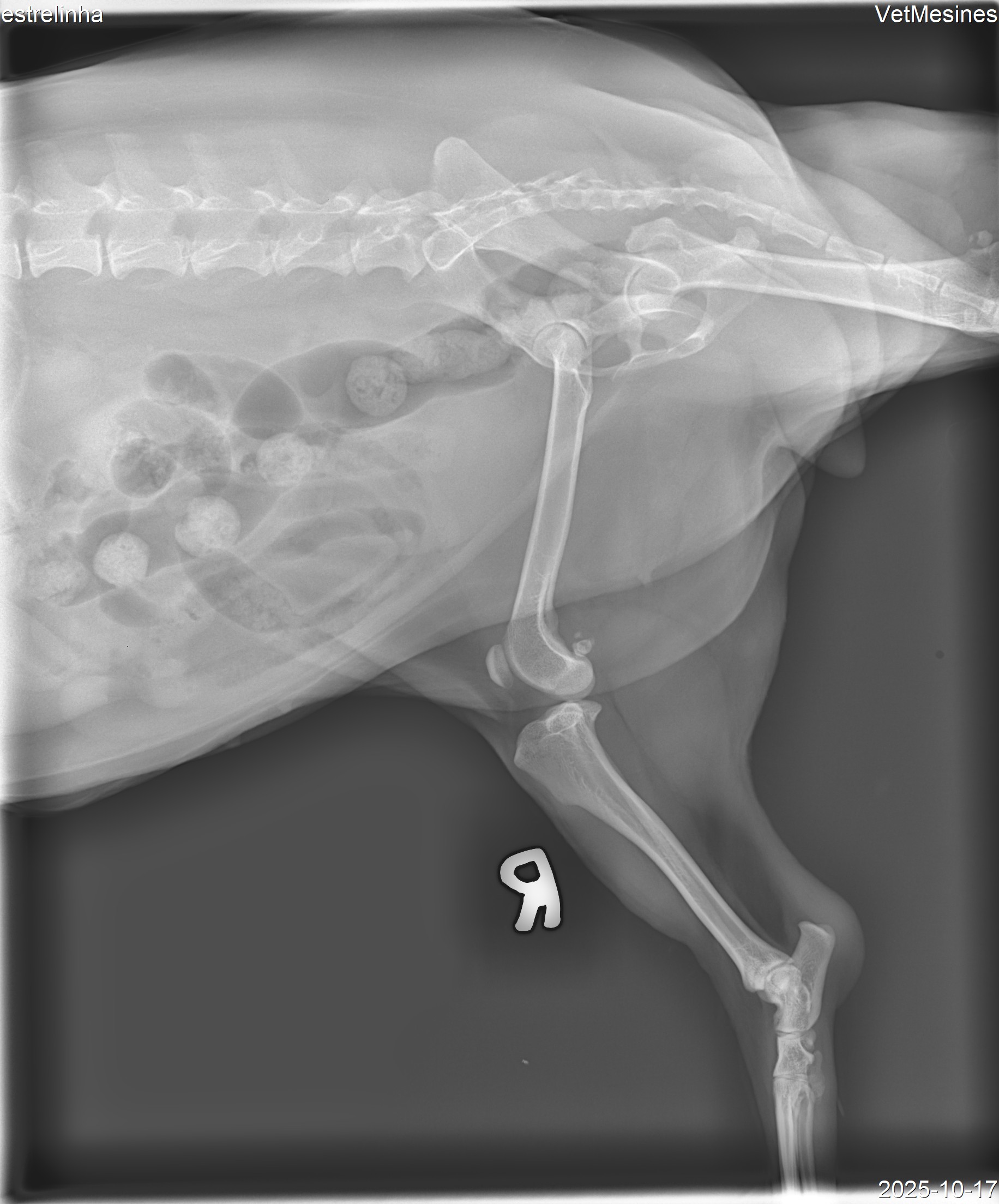 Raio-X da Estrelinha