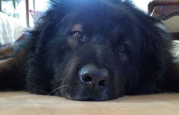 2 Year Update - Buddy's Legacy